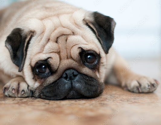Inside Vito the Pug's Reign as the Top Dog at the National Dog Show