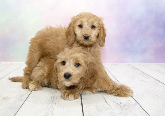 Adopt a Puppy: Tips, Training & What You Need to Get Started