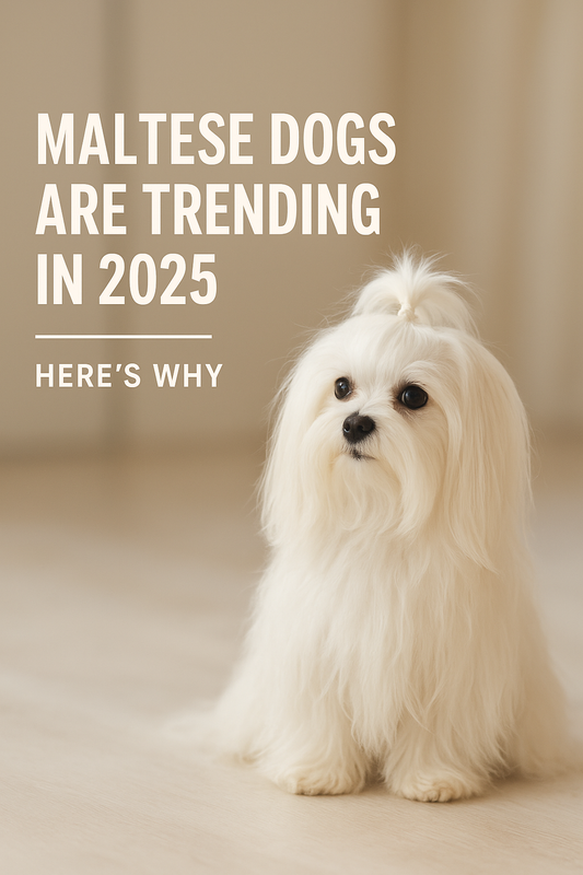 Maltese Dogs Are Trending in 2025 – Here’s Why