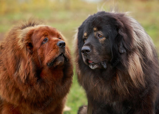 The Luxe Life: 10 Most Expensive Dog Breeds You Can Adopt