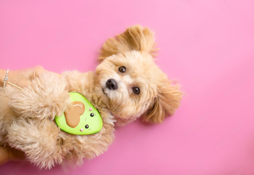 Puppy with an avocado toy