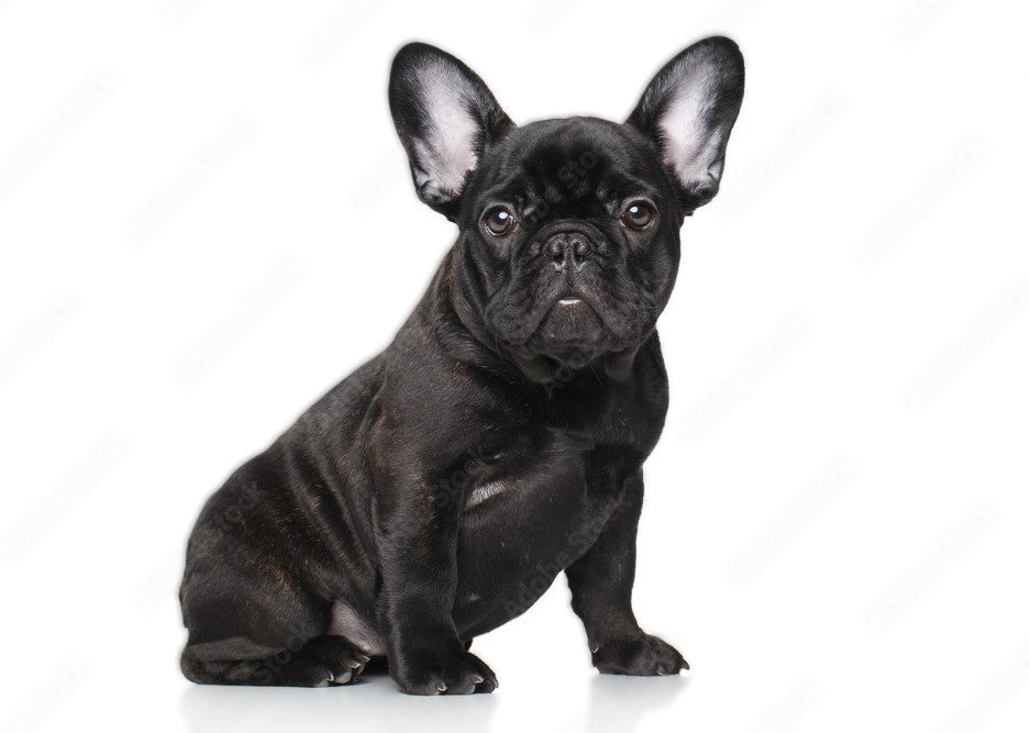 French Bulldogs: The Compact and Charming Pup Who Takes the Crown