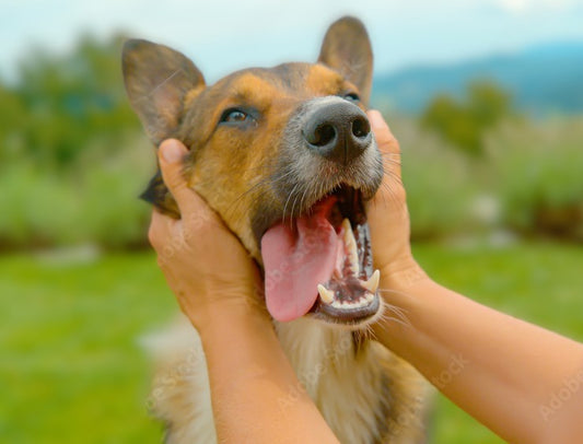 Unleash the Power of Owning a Dog: The Ultimate Guide to Improved Mental, Social, and Physical Well-Being