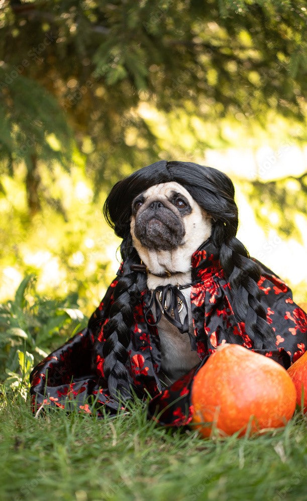 10 Spooky Ideas to Celebrate Halloween with Your Pet