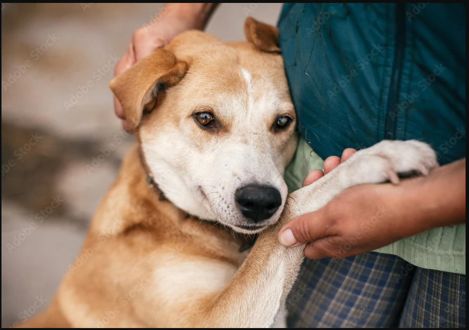 Uncovering the Surprising Duties of Service Animals