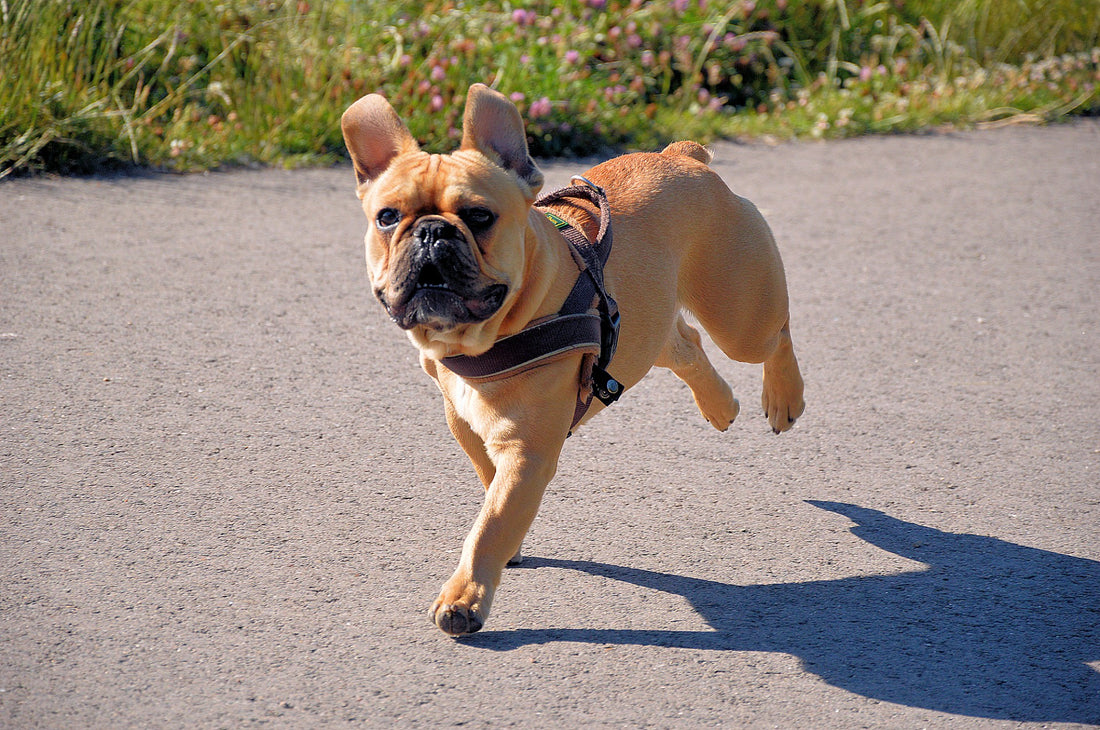 When to Start Puppy Obedience Training: Essential Tips for New Dog Parents