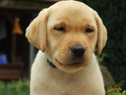 cute labrador puppy sitting in grass