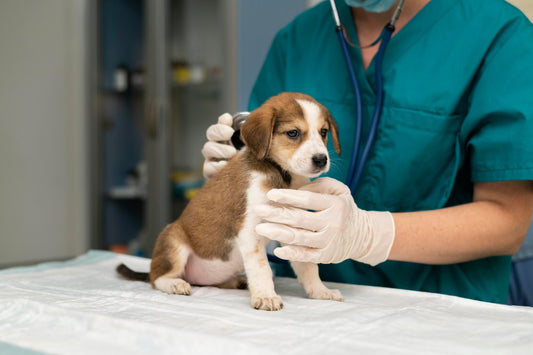 7 Essential Benefits of Pet Insurance: