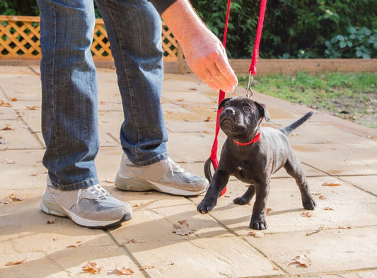 When to Start Puppy Obedience Training: Essential Tips for New Dog Parents