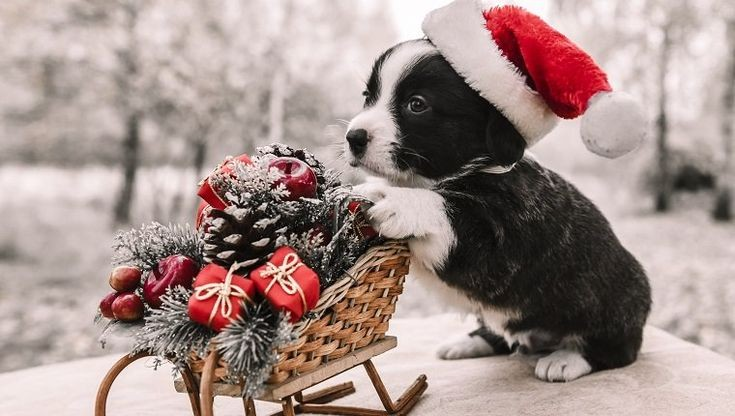 The Ultimate Guide to Last-Minute Christmas Gifts for Dog Lovers