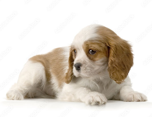 Discover America's #1 Cutest Dog Breed of 2024