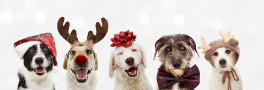 Happy Howlidays: Enjoying Christmas with Your Pup