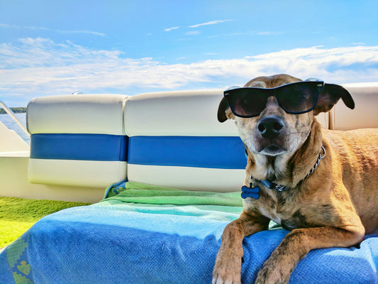 Keep Your Pup Cool, Safe & Happy This Summer