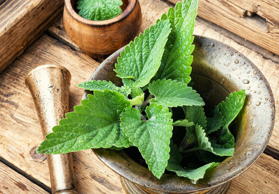 Unleash the Soothing Power of Lemon Balm for Your Dog