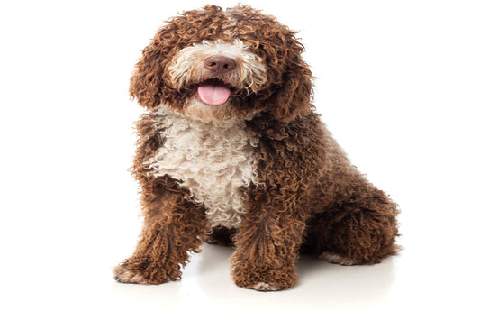 The Buzz Around Goldendoodles: Personality, Care & Grooming Tips