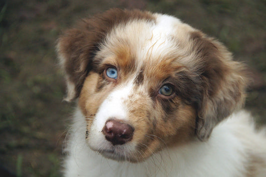 The Ultimate Guide to Loving and Caring for Your Australian Shepherd