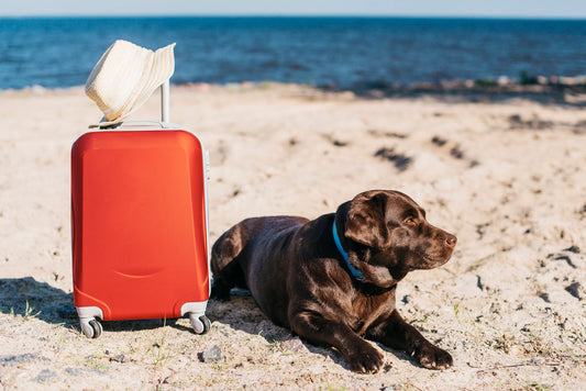 dog laying on the beach with a suitcase