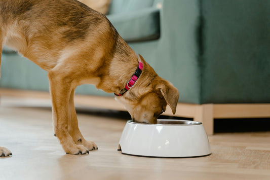 Can Dogs Eat Strawberries? A Tasty Treat for Your Furry Friend