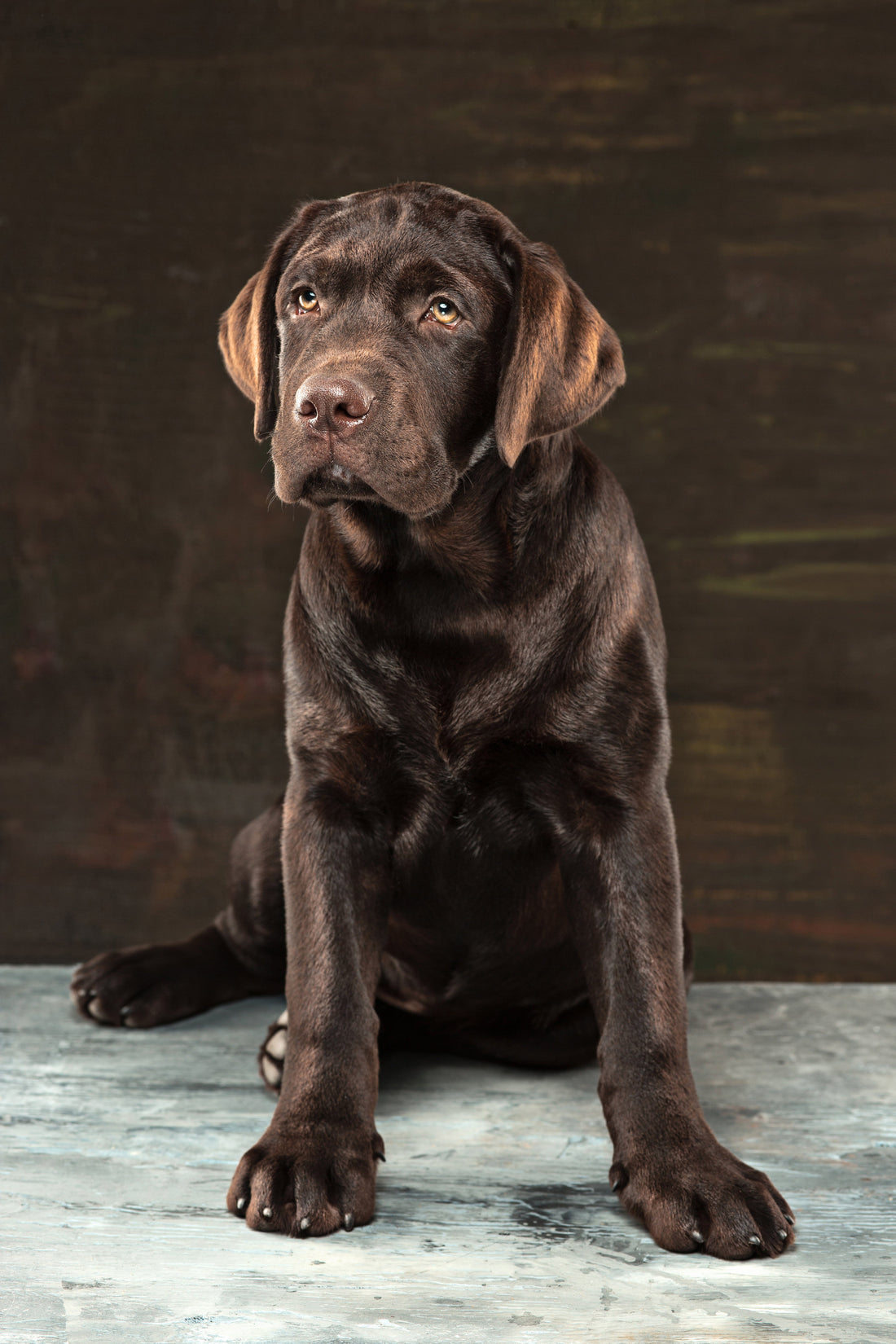 How to Celebrate National Labrador Retriever Day in Style