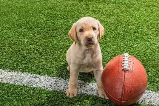 cute puppy ready for puppy bowl 2025