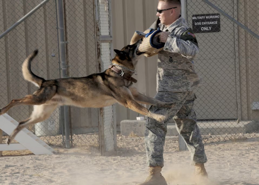 The Unbreakable Bond Between Veterans and Their Service Dogs