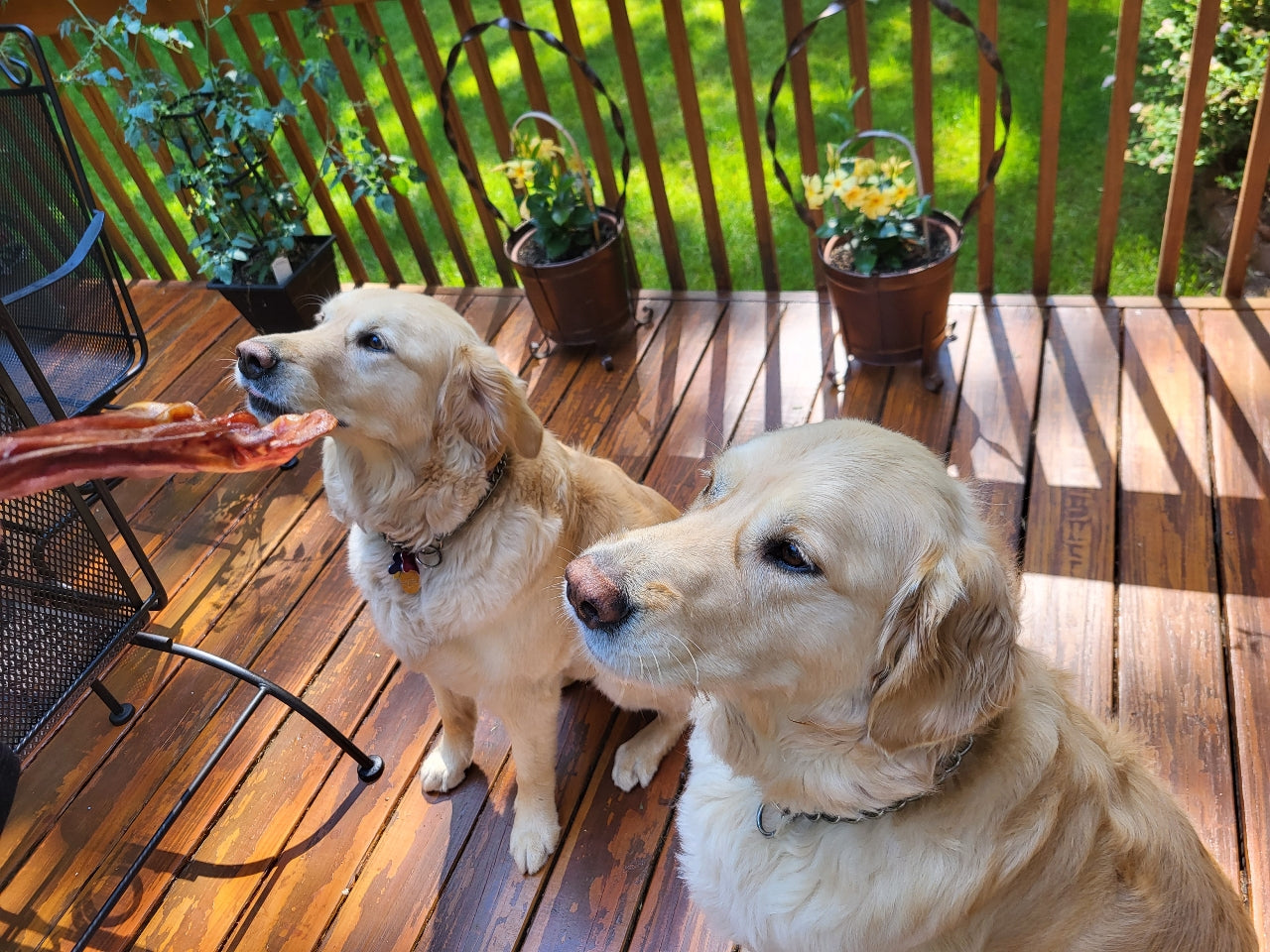 Pig Ear Chews for Dogs with 2 golden retrievers